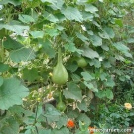 Bottles, Dippers & Bowls - Renee's Garden - Image 3