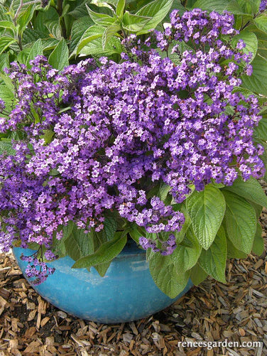 Heliotrope Deep Marine - Renee's Garden - Image 2