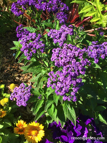 Heliotrope Deep Marine - Renee's Garden - Image 3