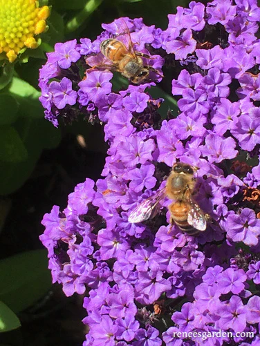 Heliotrope Deep Marine - Renee's Garden - Image 4