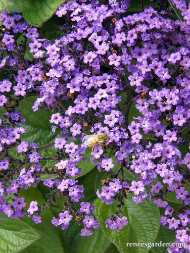 Heliotrope Deep Marine - Renee's Garden - Image 5