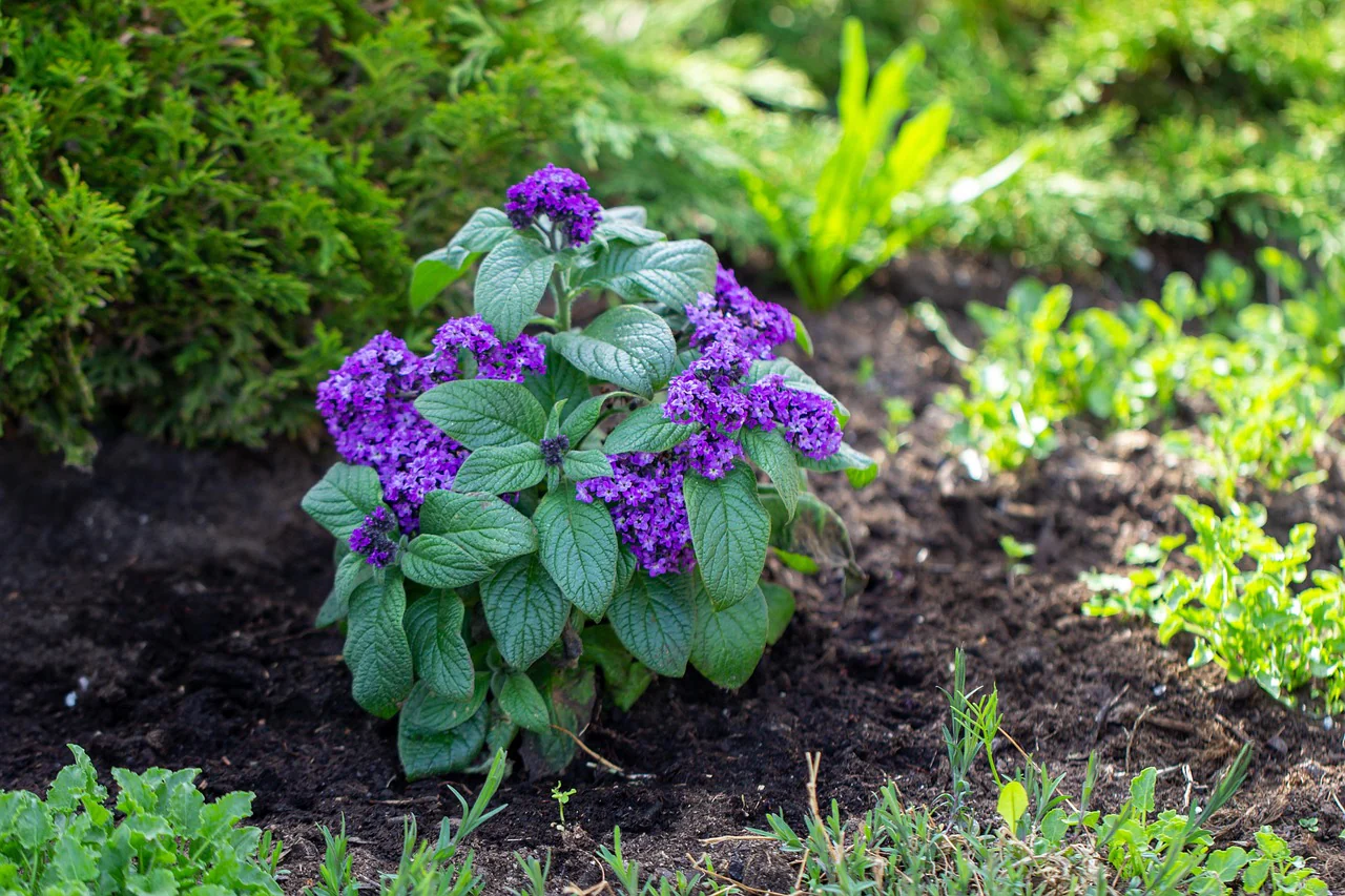 Heliotrope Deep Marine - Renee's Garden - Image 6