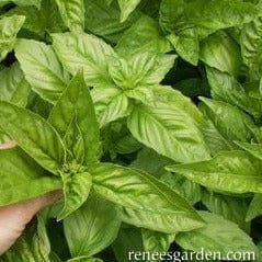 Basil Profumo di Genova - Renee's Garden - Image 3