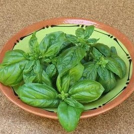 Basil Profumo di Genova - Renee's Garden - Image 4