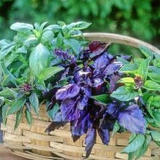 Basil Scented Trio - Renee's Garden - Image 2