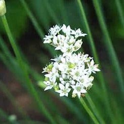Chives Garlic - Renee's Garden - Image 3
