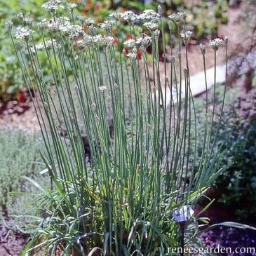 Chives Garlic - Renee's Garden - Image 4