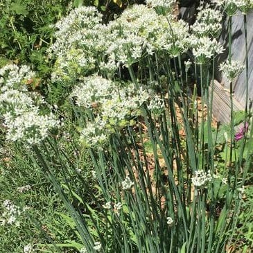 Chives Garlic - Renee's Garden - Image 5