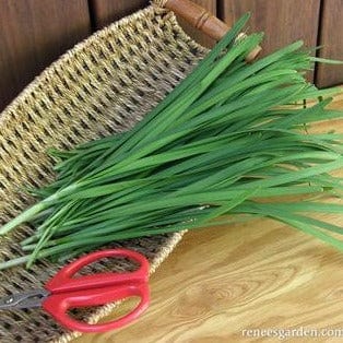 Chives Garlic - Renee's Garden - Image 6