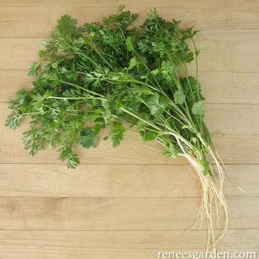Cilantro Bac Lieu - Renee's Garden - Image 2