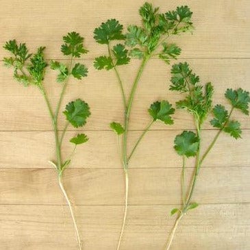 Cilantro Bac Lieu - Renee's Garden - Image 3