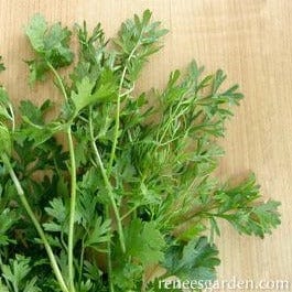 Cilantro Bac Lieu - Renee's Garden - Image 4