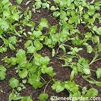 Cilantro Bac Lieu - Renee's Garden - Image 5