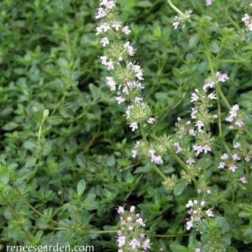 Thyme Creeping - Renee's Garden - Image 3