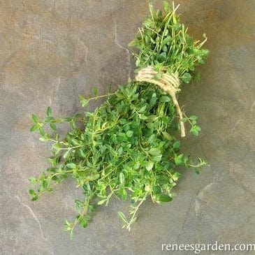Thyme Creeping - Renee's Garden - Image 4