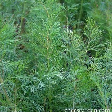 Organic Dill Leafy Diana - Renee's Garden - Image 3
