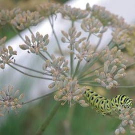 Organic Dill Leafy Diana - Renee's Garden - Image 5