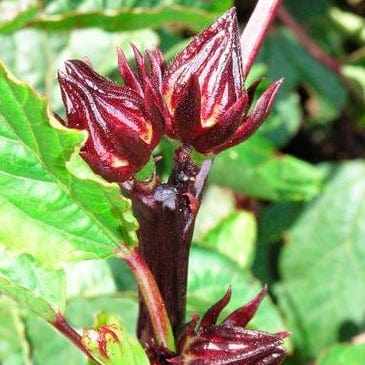 Hibiscus Zinger - Renee's Garden - Image 4