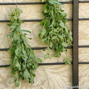 Oregano Italian Heirloom - Renee's Garden - Image 2