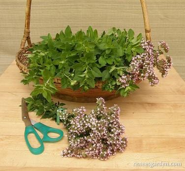Oregano Italian Heirloom - Renee's Garden - Image 4