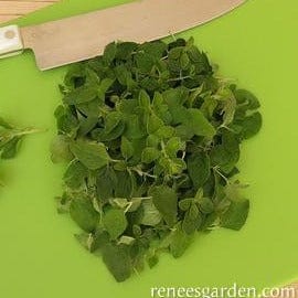 Oregano Italian Heirloom - Renee's Garden - Image 5