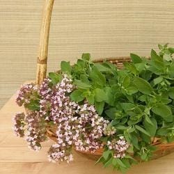 Oregano Italian Heirloom - Renee's Garden - Image 6
