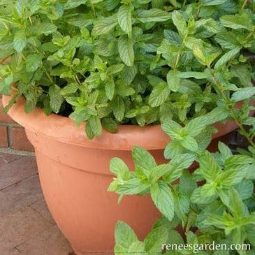 Spearmint Heirloom - Renee's Garden - Image 4
