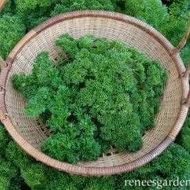 Organic Parsley Triple Curled - Renee's Garden - Image 2