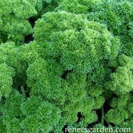 Organic Parsley Triple Curled - Renee's Garden - Image 3