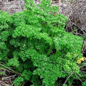 Organic Parsley Triple Curled - Renee's Garden - Image 4