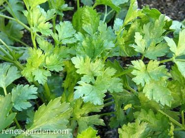 Organic Parsley Italian Large Leaf - Renee's Garden - Image 2