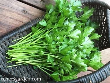 Organic Parsley Italian Large Leaf - Renee's Garden - Image 4