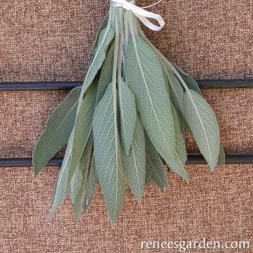 Sage Italian Aromatic - Renee's Garden - Image 3