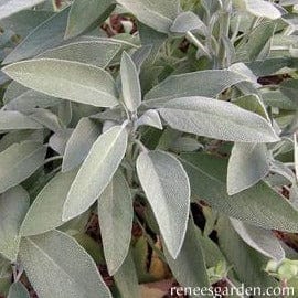 Sage Italian Aromatic - Renee's Garden - Image 4