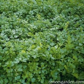 Seasoning Celery Amsterdam - Renee`s Garden - Image 2