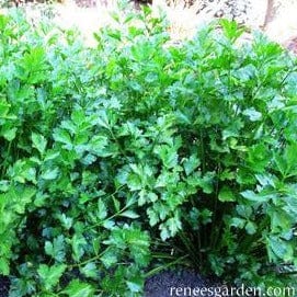 Seasoning Celery Amsterdam - Renee`s Garden - Image 3