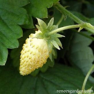 Strawberry Heirloom Pineapple - Renee's Garden - Image 3