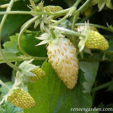 Strawberry Heirloom Pineapple - Renee's Garden - Image 4