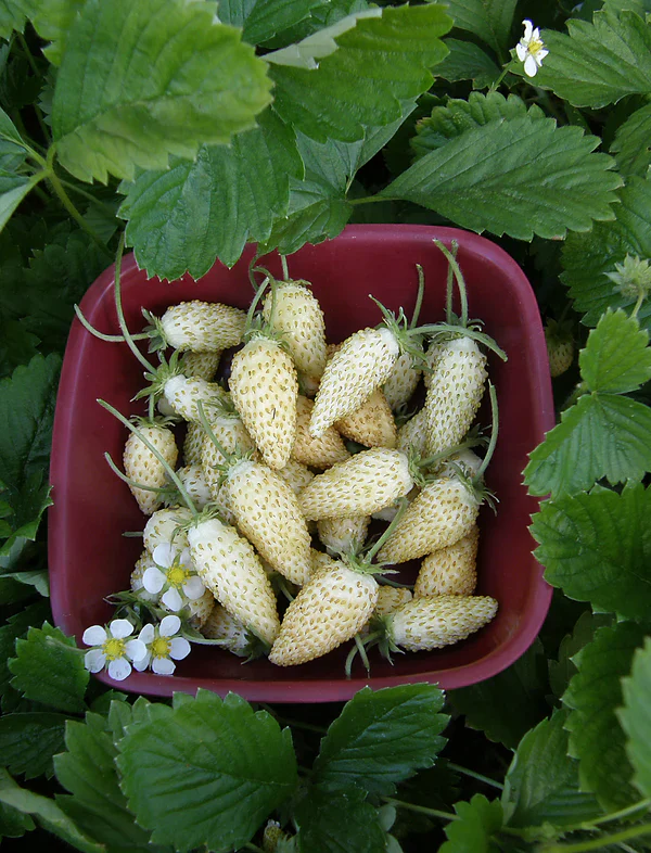 Strawberry Heirloom Pineapple - Renee's Garden - Image 5