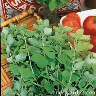 Marjoram Sweet - Renee's Garden - Image 2