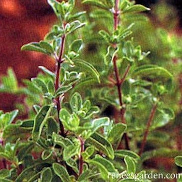 Marjoram Sweet - Renee's Garden - Image 3