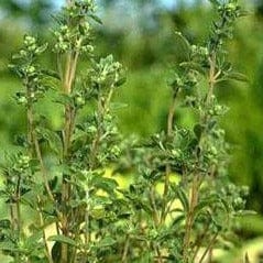 Marjoram Sweet - Renee's Garden - Image 4
