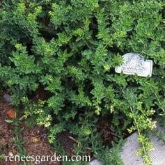 Oregano True Greek - Renee's Garden - Image 3