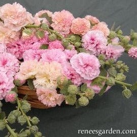 Hollyhock Apricot-Peach Parfait - Renee's Garden - Image 3