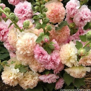 Hollyhock Apricot-Peach Parfait - Renee's Garden - Image 4