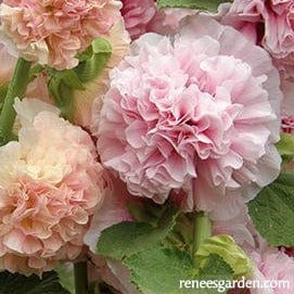 Hollyhock Apricot-Peach Parfait - Renee's Garden - Image 5