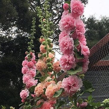Hollyhock Apricot-Peach Parfait - Renee's Garden - Image 6