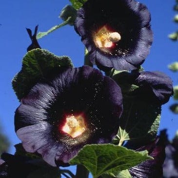 Hollyhock Black Watchman - Renee's Garden - Image 3