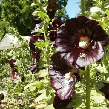 Hollyhock Black Watchman - Renee's Garden - Image 4