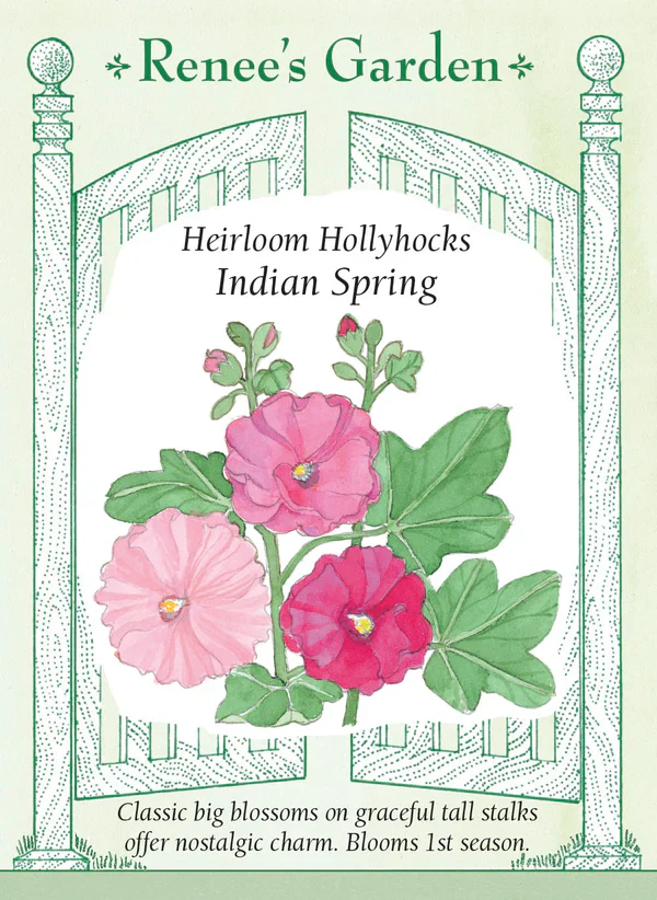 Hollyhocks Indian Spring - Renee's Garden